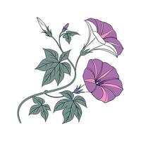 Charming Ipomoea Flower on White Background vector