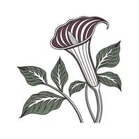 Charming JackinthePulpit Illustration vector