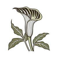 Unique JackinthePulpit Design on White vector