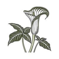 Artistic JackinthePulpit Flower Design vector