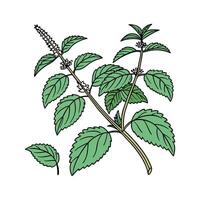Unique Japanese Knotweed Design vector
