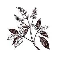 Artistic Knotweed Design on White. vector