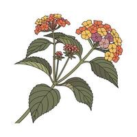 Charming Lantana Camara Floral Artwork vector