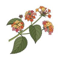 Elegant Lantana Camara Flower Design vector