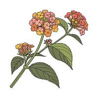 Vibrant Lantana Camara Design on White vector