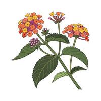 Charming Lantana Flower Design vector