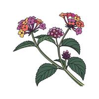 Elegant Lantana Design on White. vector