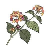 Vibrant Lantana Artwork on White vector