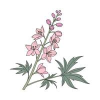 Charming Larkspur Design on White vector