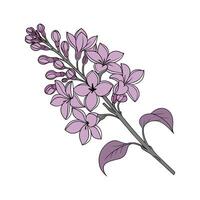 Charming Lilac Floral Design vector