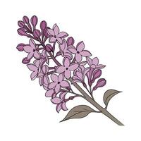 Elegant Lilac Flower Design vector