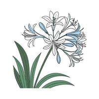 Elegant Lily of the Nile Illustration vector