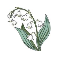 Elegant Lily of the Valley Flower Design vector