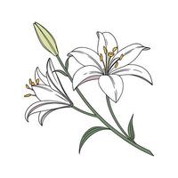 Vibrant Lily Floral Artwork vector