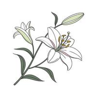 Charming Lily Artwork on White vector