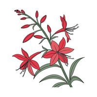 Elegant Lobelia Cardinalis Flower Design vector