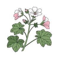 Beautiful Malva Design on White vector