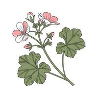 Vibrant Malva Flower Design vector