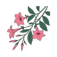 Charming Mandevilla Design on White vector