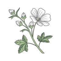 Beautiful Malva Sylvestris Design vector