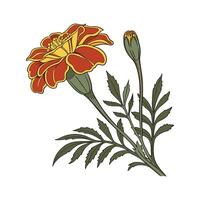 Charming Marigold Flower Design vector
