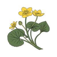 Elegant Marsh Marigold Flower Design vector