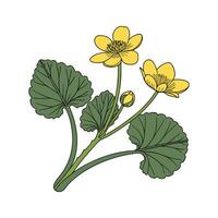 Charming Marsh Marigold Design vector