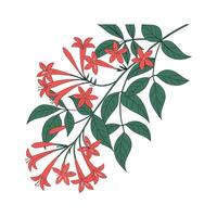 Charming Mexican Flame Vine Artwork vector