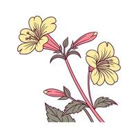 Elegant Mimulus Lewisii Flower Design vector