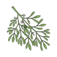 Elegant Mistletoe Cactus Flower Design vector