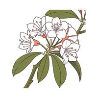Stylish Mountain Laurel Illustration vector