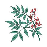 Elegant Nandina Flower Design vector