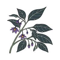 Charming Nightshade Design vector