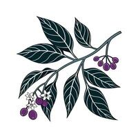 Elegant Nightshade Flower Artwork vector