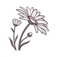 Elegant Painted Daisy Flower Design vector