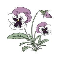 Stylish Pansy Design vector