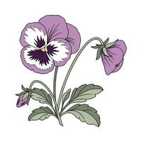 Elegant Pansy Flower Artwork vector