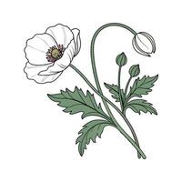 Vibrant Papaver Somniferum Floral Artwork vector