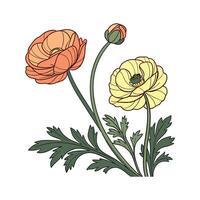 Charming Persian Buttercup Design vector