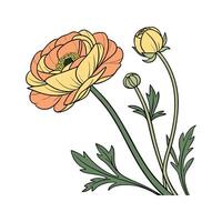 Vibrant Persian Buttercup Design vector