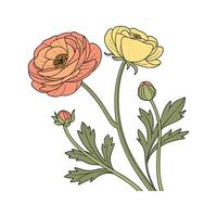 Charming Persian Buttercup Flower Design vector
