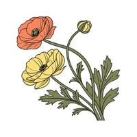 Elegant Persian Buttercup Artwork vector