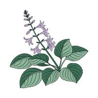 Charming Plectranthus Flower Design vector