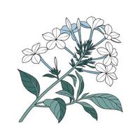 Stylish Plumbago Auriculata Illustration vector