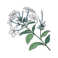 Charming Plumbago Flower Design vector