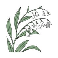 Vibrant Polygonatum Floral Artwork vector
