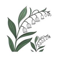 Elegant Polygonatum Floral Artwork vector