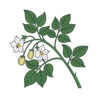 Elegant Potato Vine Flower Design vector