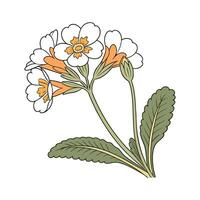 Charming Primrose Flower Design vector
