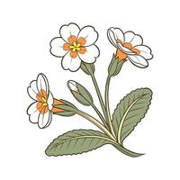 Vibrant Primrose Flower Design vector